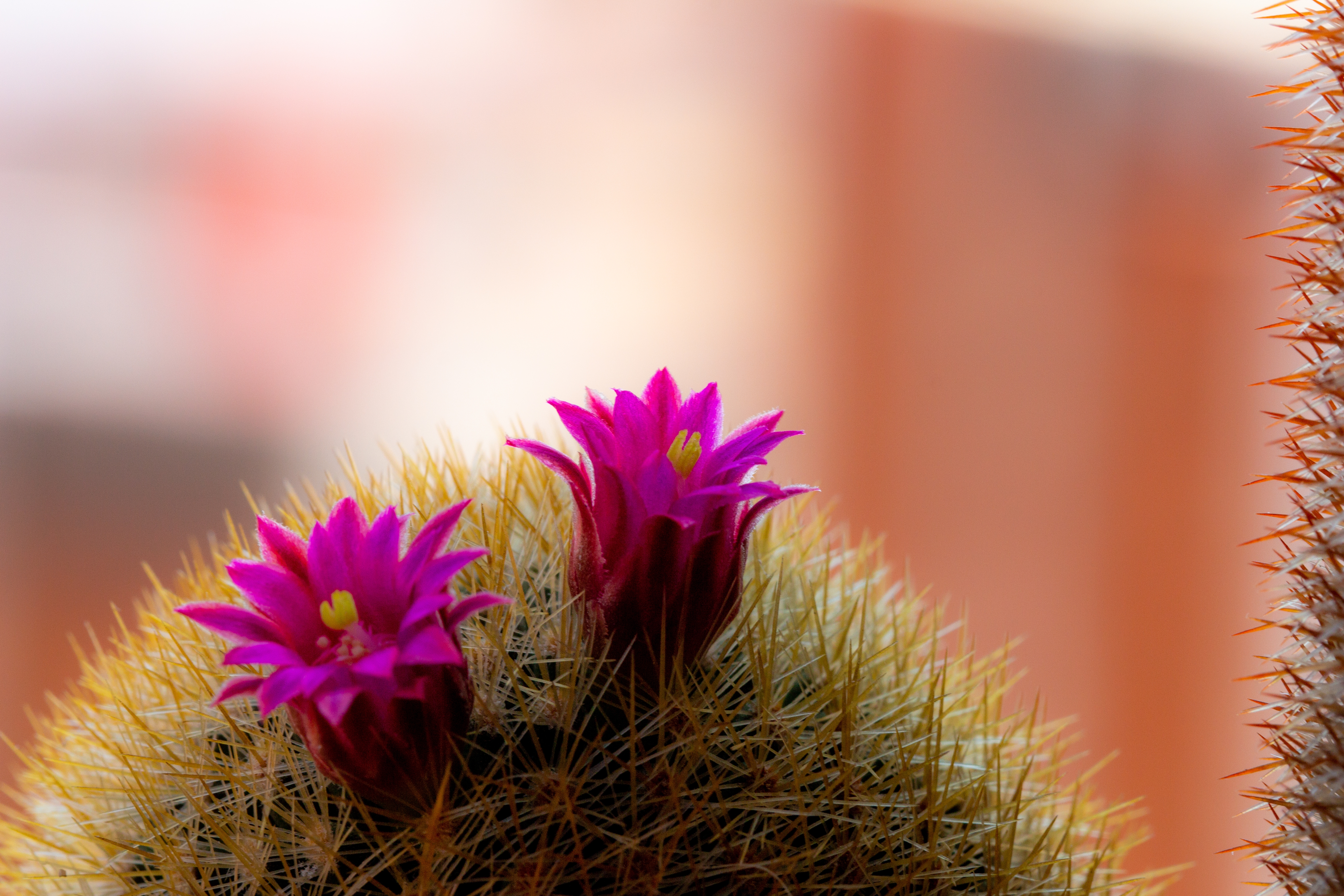cactus in bloom #1