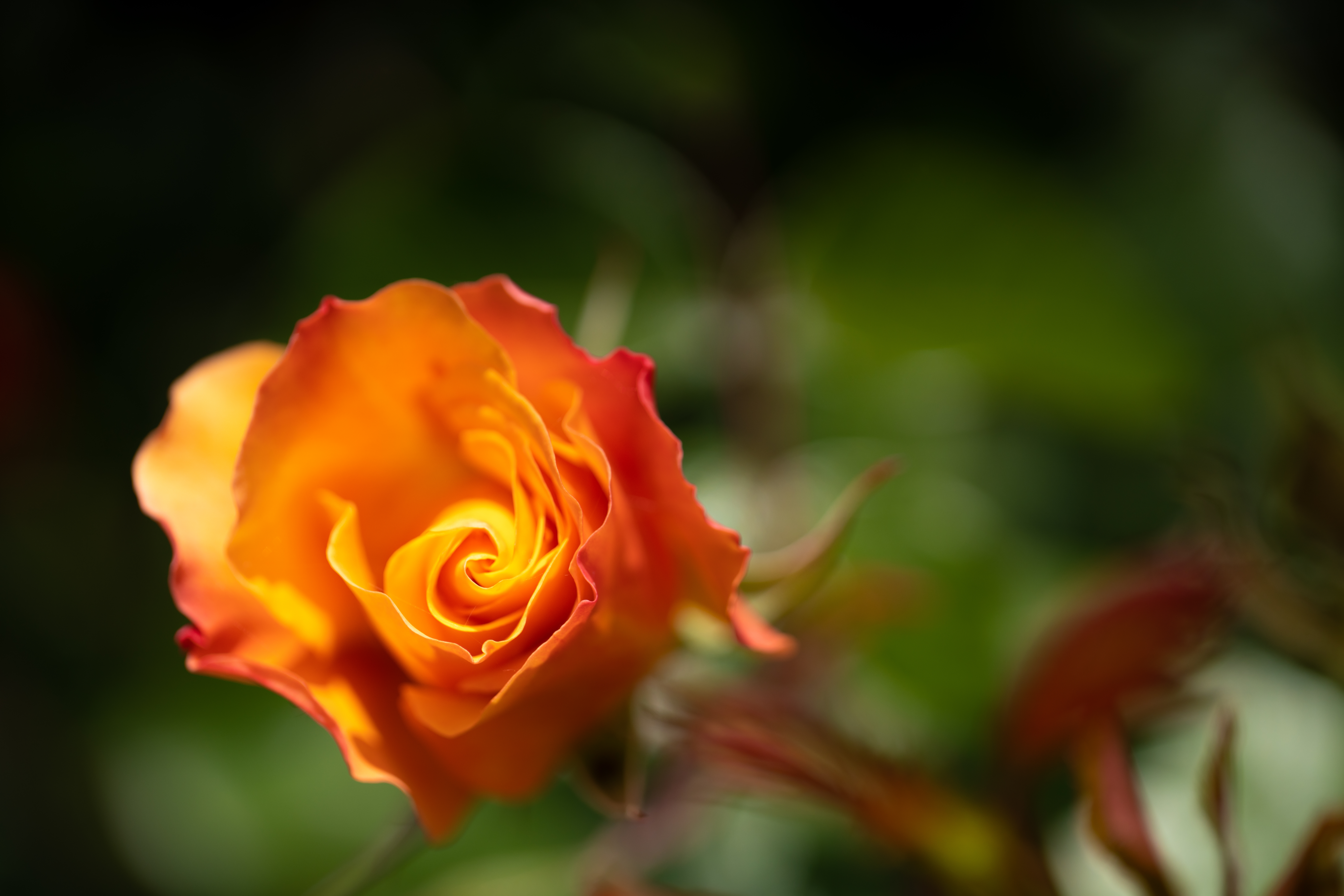 Orange Rose in the Madrid park