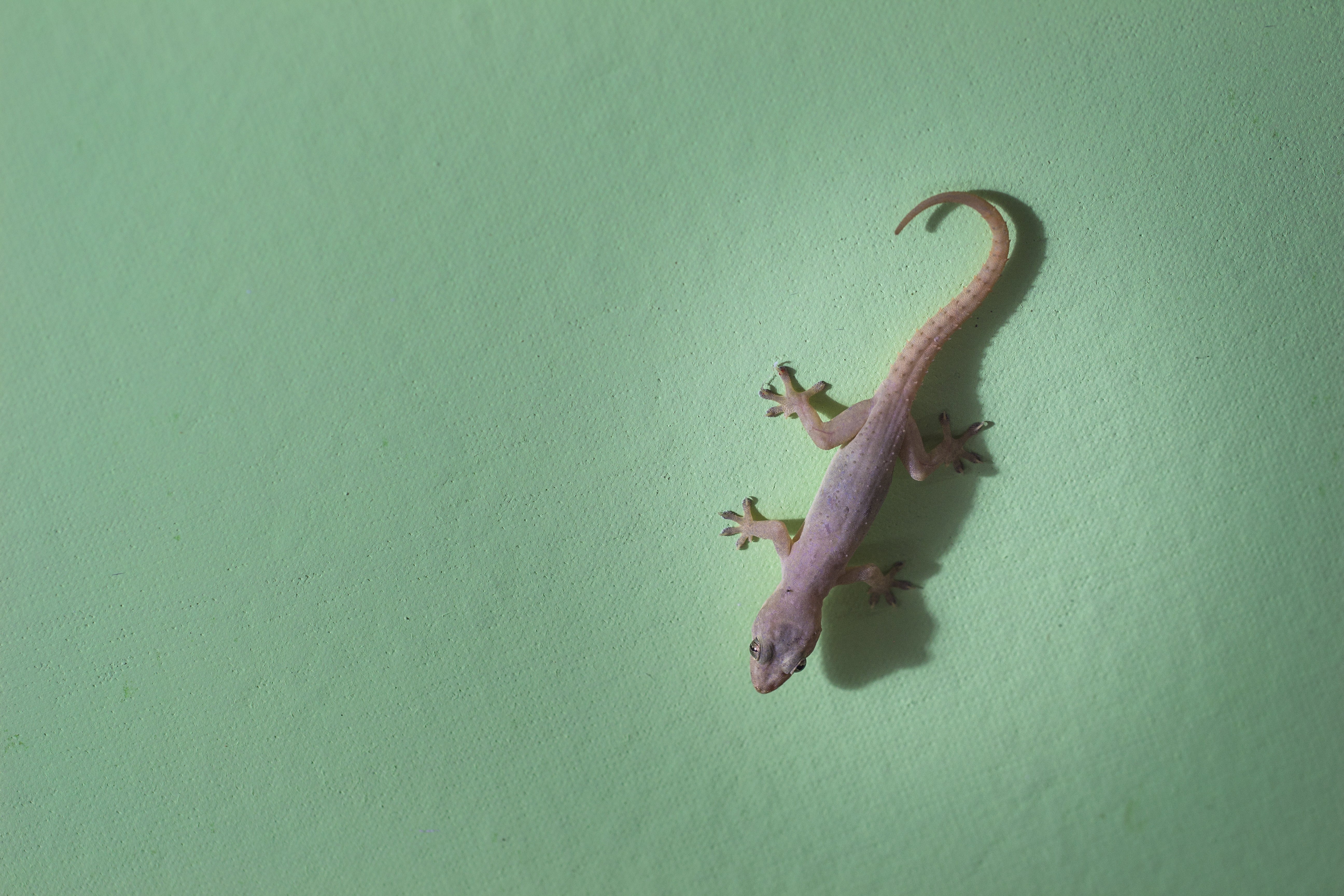 Strong grip on little Gecko 🦎