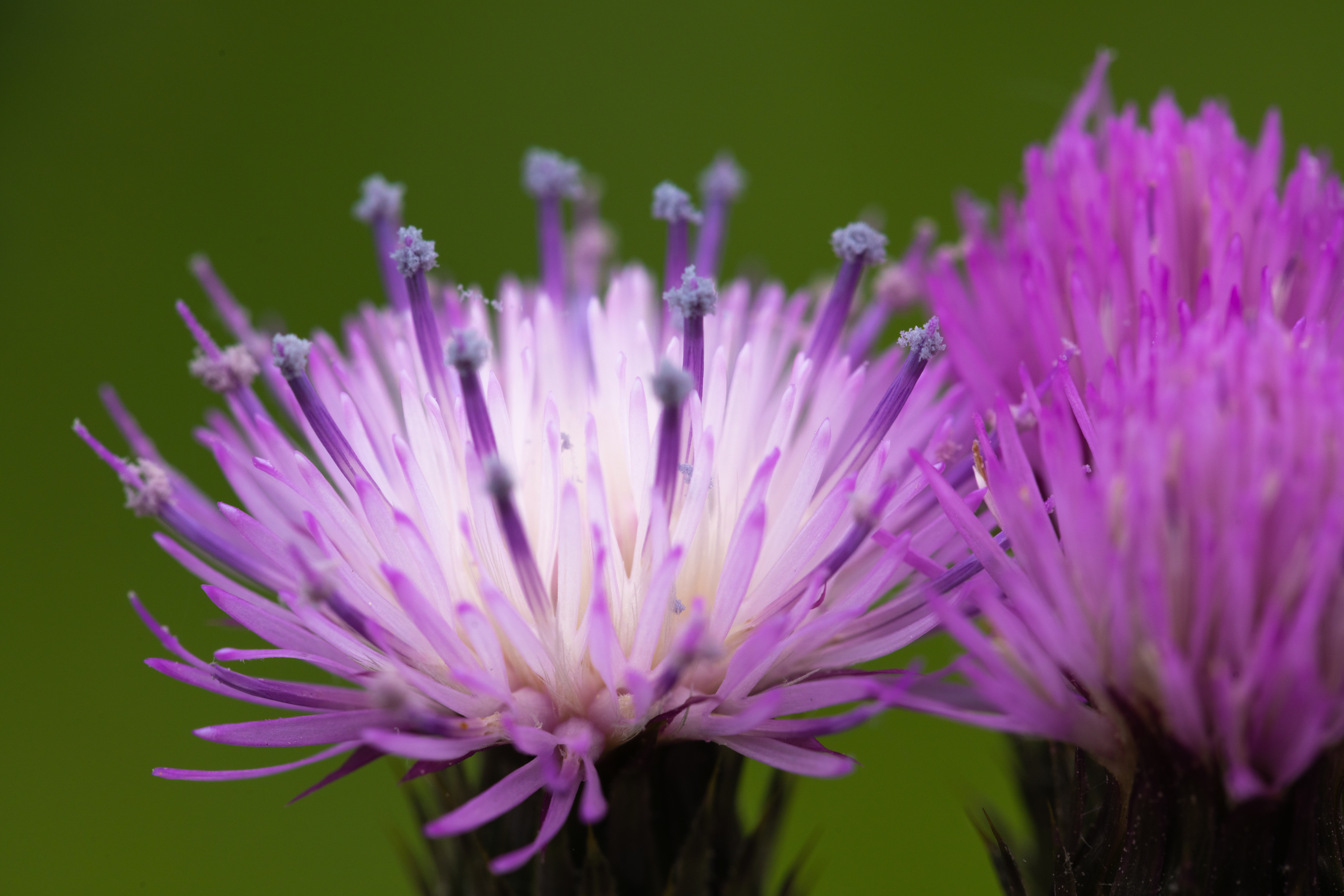 Asteraceae Flower